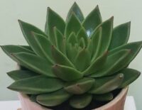 Potted plants